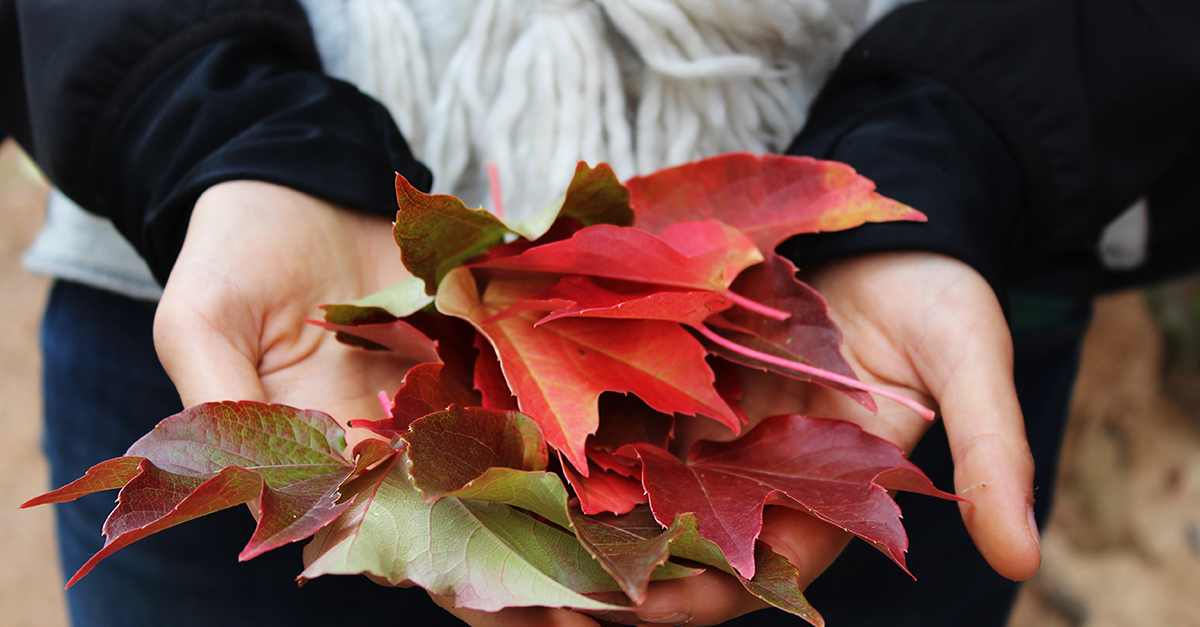 Woman in sweater holding autumn leaves